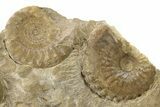 Jurassic Ammonite and Belemnite Cluster - England #286380-5